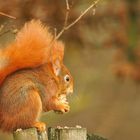 Rotes Eichhörnchen ...