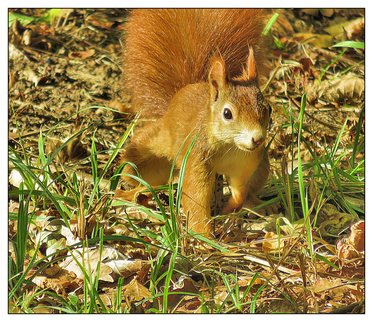 Rotes Eichhörnchen