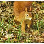 Rotes Eichhörnchen