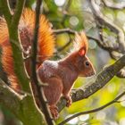 Rotes Eichhörnchen im Baum