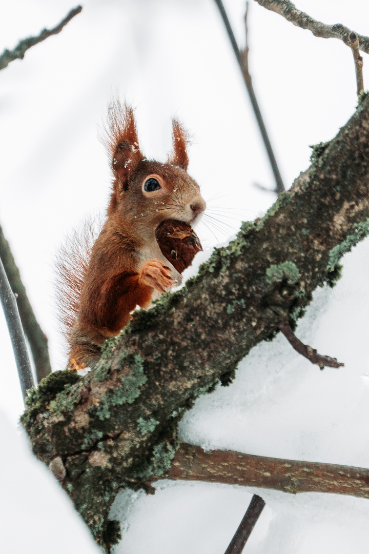 Rotes Eichhörnchen im Baum mit Nuss  II