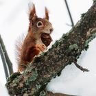 Rotes Eichhörnchen im Baum mit Nuss  II