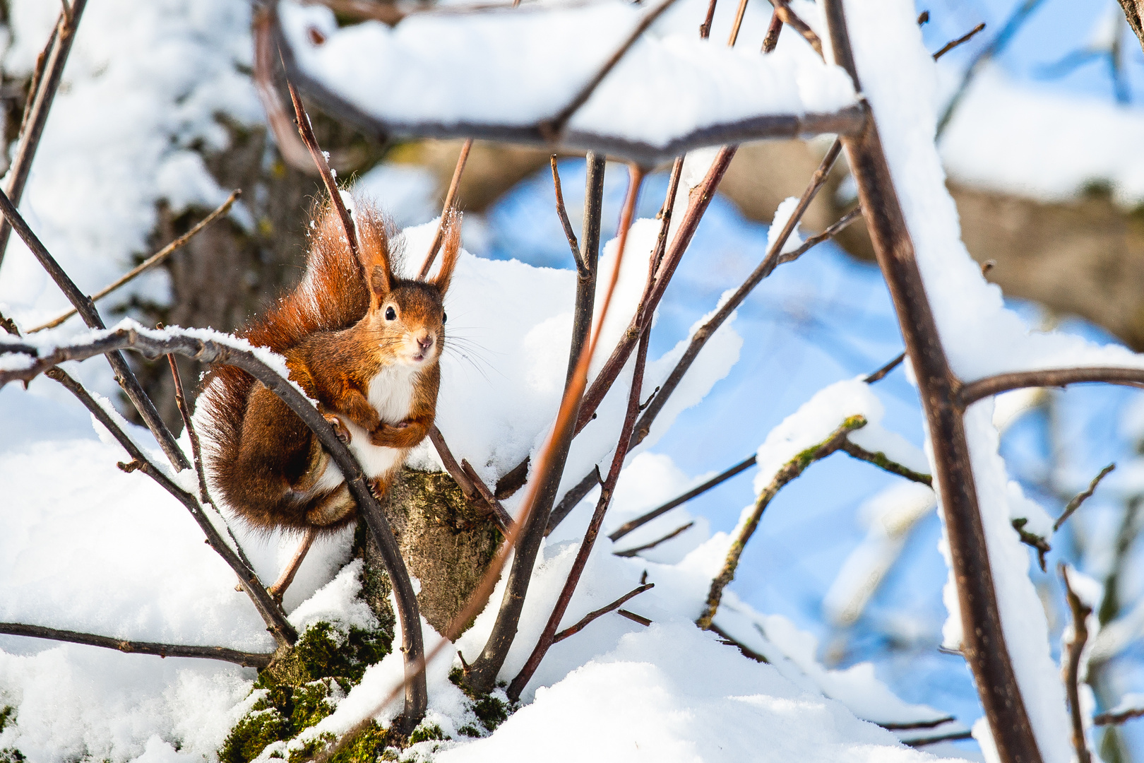 Rotes Eichhörnchen im Baum mit Nuss III