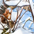 Rotes Eichhörnchen im Baum mit Nuss III