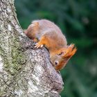 Rotes Eichhörnchen - Ist da was?