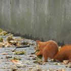 rotes Eichhörnchen mit Wintervorrat