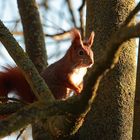 Rotes Eichhörnchen - Part II