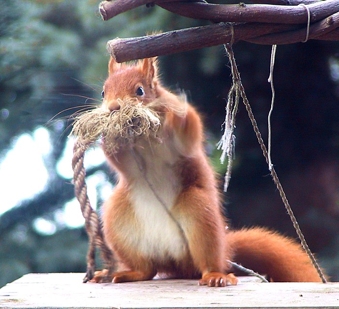 Rotes einheimisches Eichhörnchen