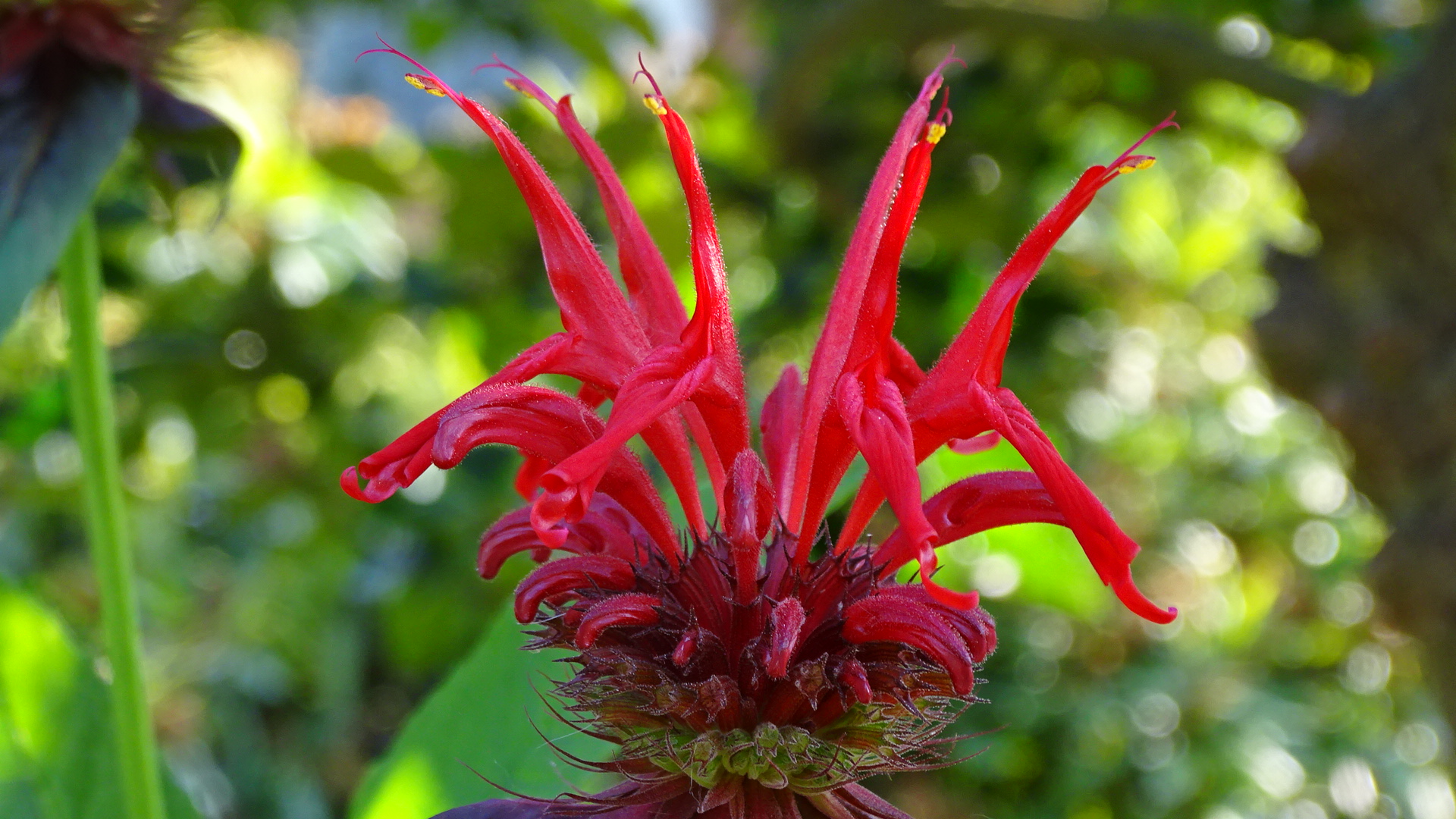 Rotes Fabelgewächs aus der grünen Blumenwelt