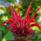 Rotes Fabelgewächs aus der grünen Blumenwelt