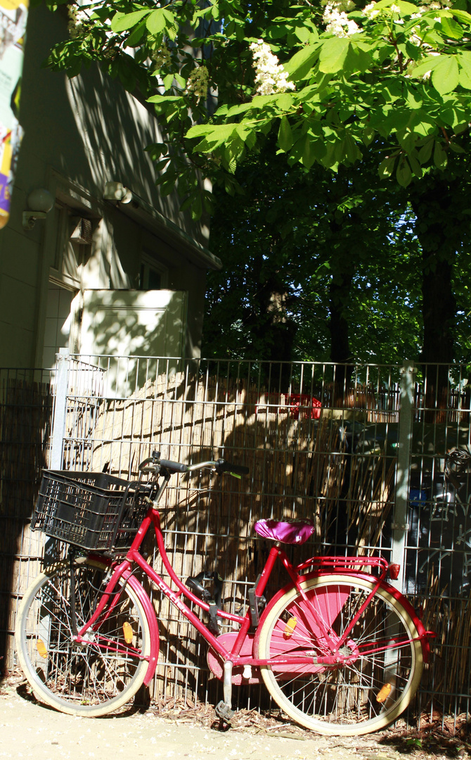 Rotes Fahrrad unter Kastanienbaum.