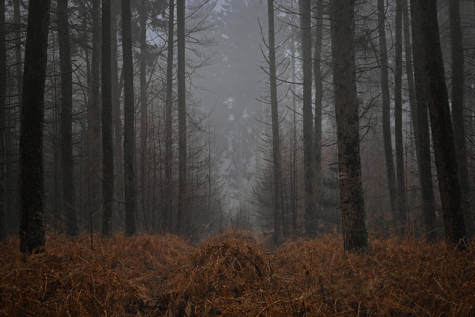 Rotes Farn im Nebel