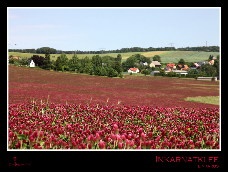 Rotes Feld 2010* Foto & Bild landschaft, Äcker, felder & wiesen