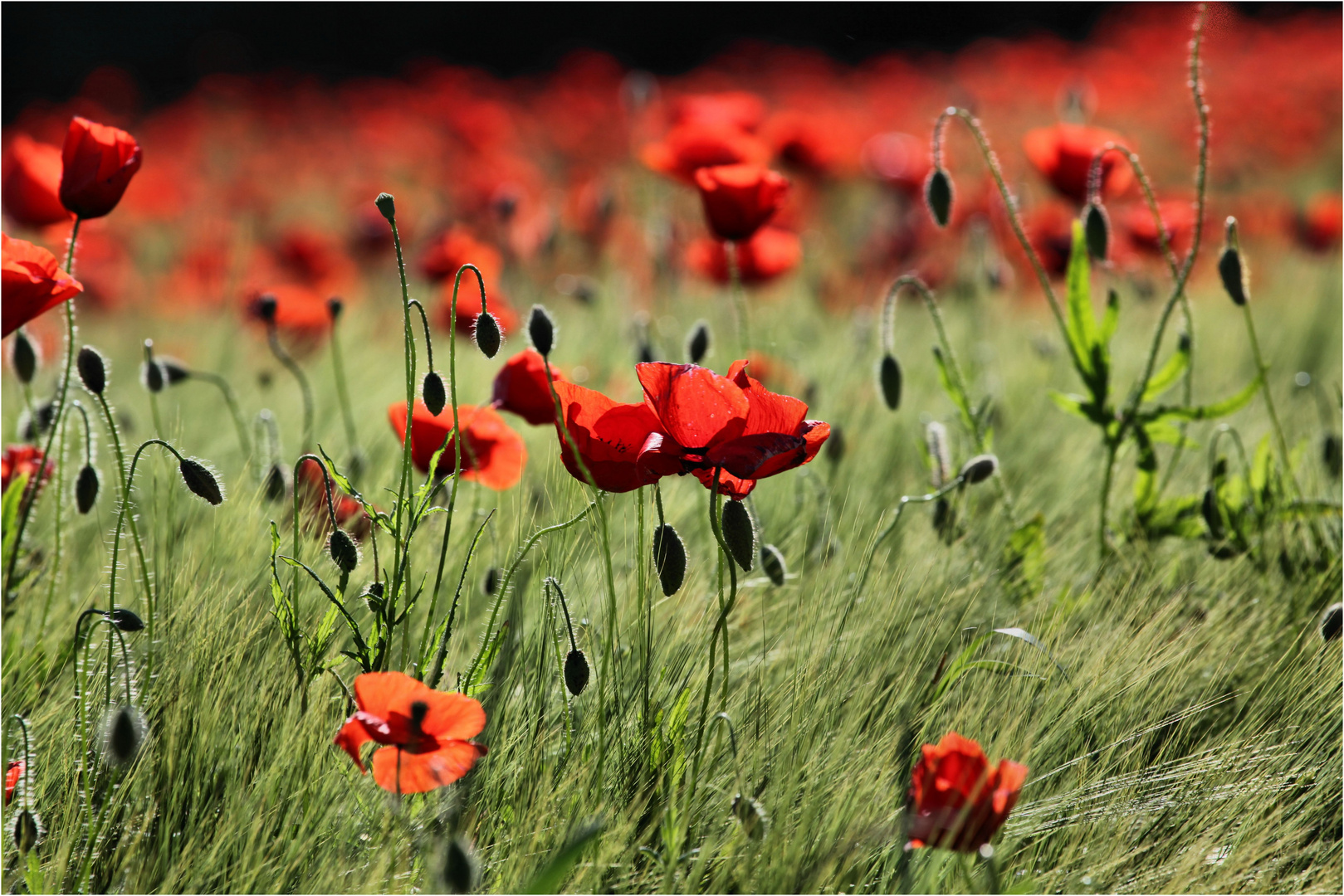 rotes feld...