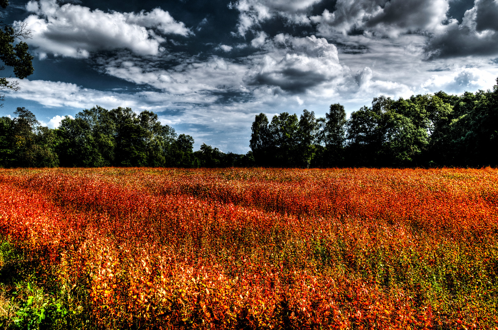 Rotes Feld mit dunklem Wolkenspiel