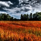 Rotes Feld mit dunklem Wolkenspiel