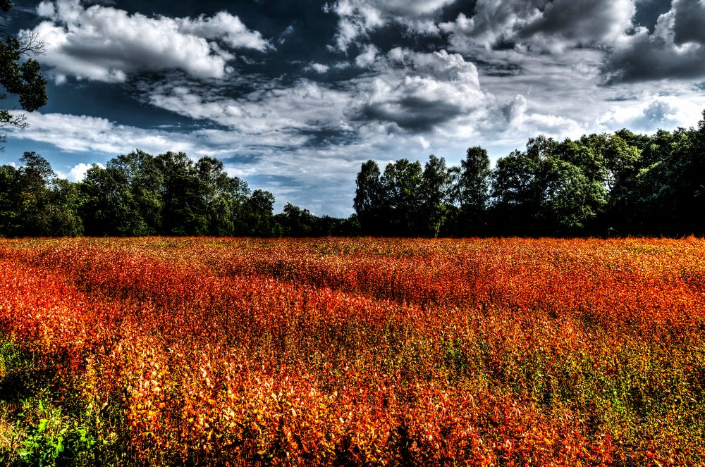 Rotes Feld mit dunklem Wolkenspiel