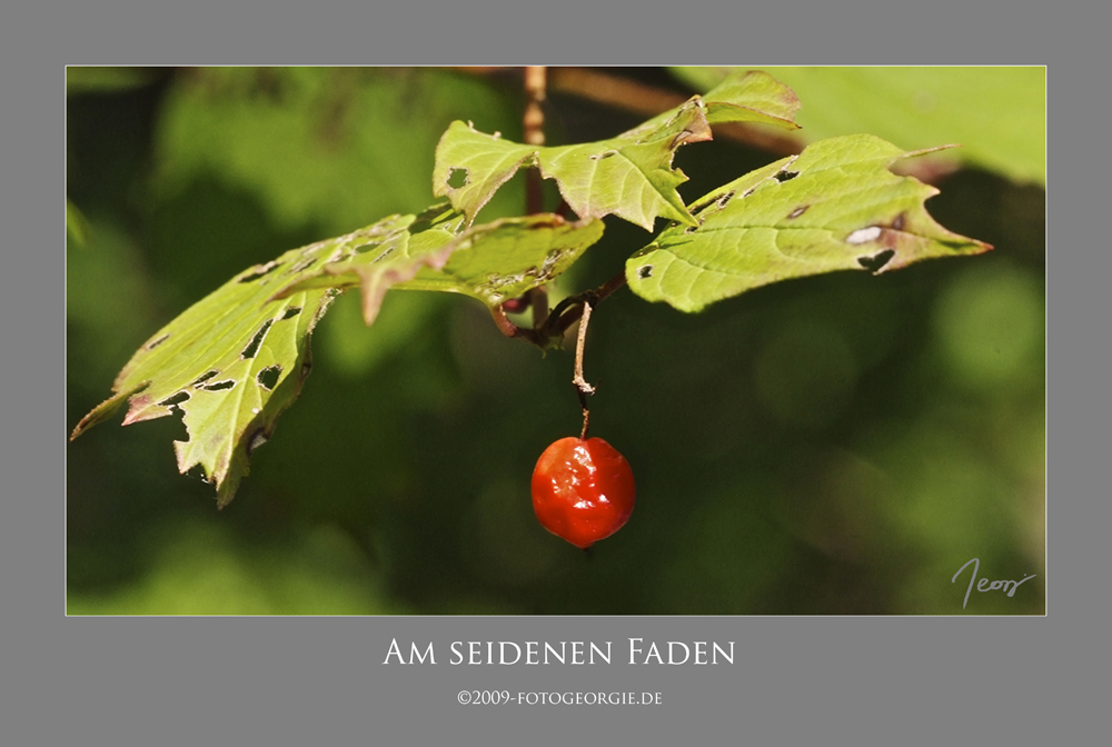 Rotes Früchtchen