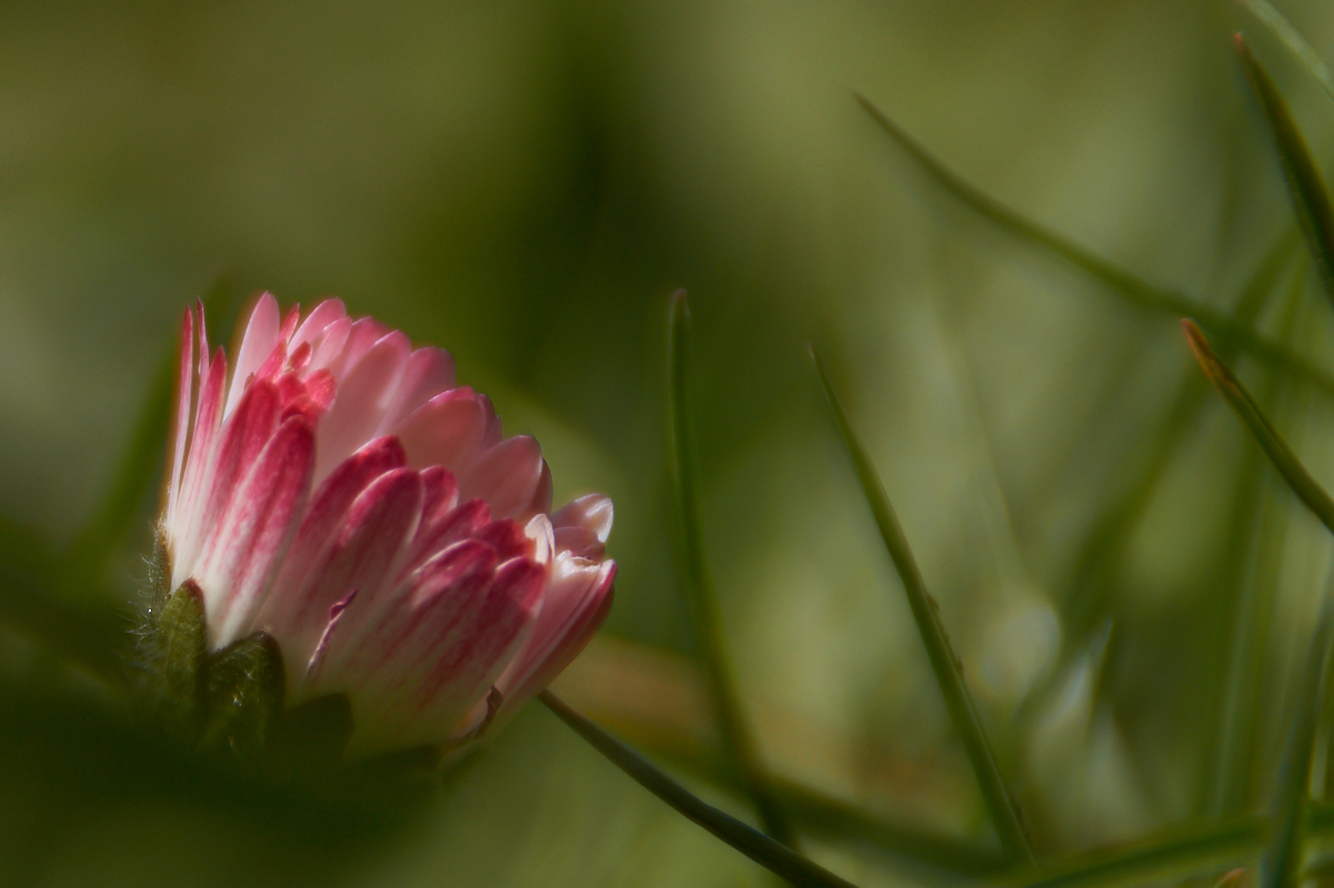 Rotes Gänseblümchen