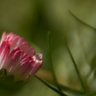 Rotes Gänseblümchen