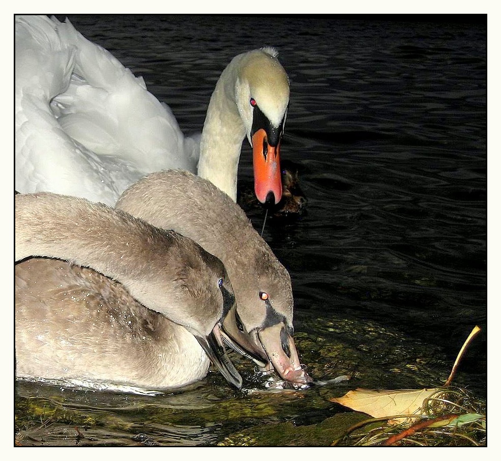 Rotes, gelbes und blaues Auge ! Foto & Bild | landschaft, bach, fluss