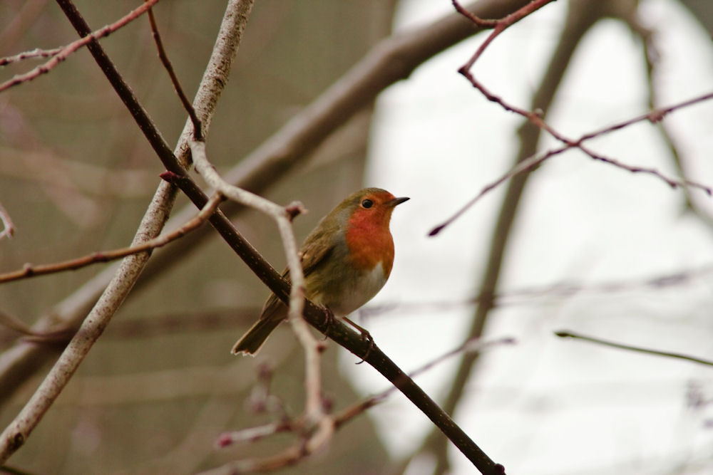 "Rotes Goldkehlchen"