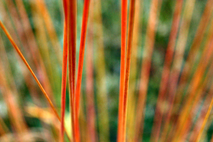 Rotes Gras [1]