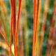 Rotes Gras [1]