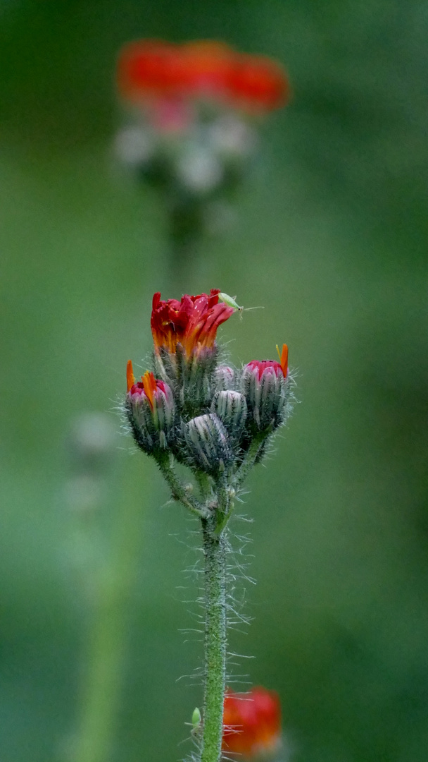 ROTES HABICHTSKRAUT