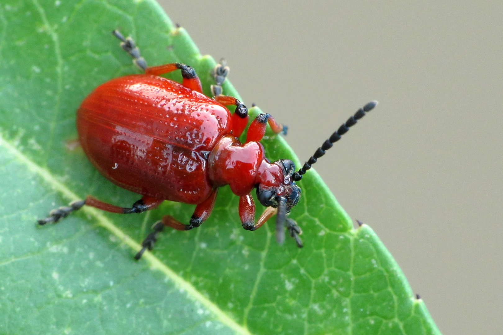 rotes Hähnchen