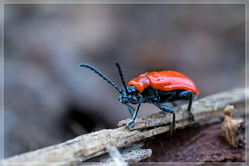 Rotes Hähnchen