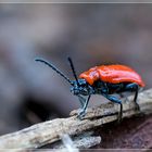 Rotes Hähnchen