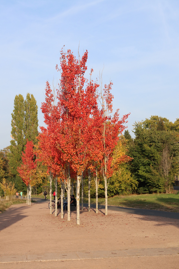 Rotes Herbstlaub