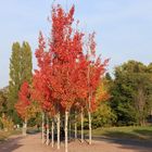 Rotes Herbstlaub