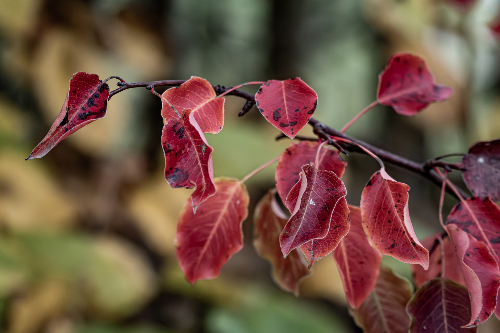 Rotes Herbstlaub