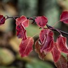 Rotes Herbstlaub