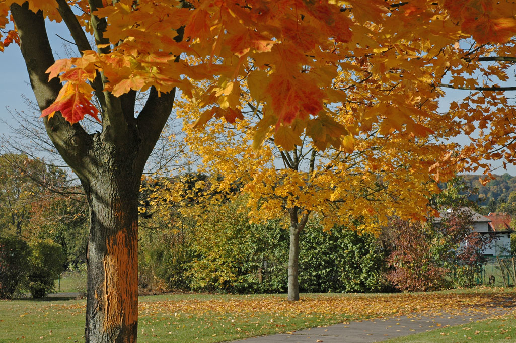 Rotes Herbstlaub