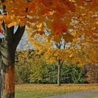 Rotes Herbstlaub