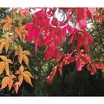 rotes herbstlaub_ die 527te