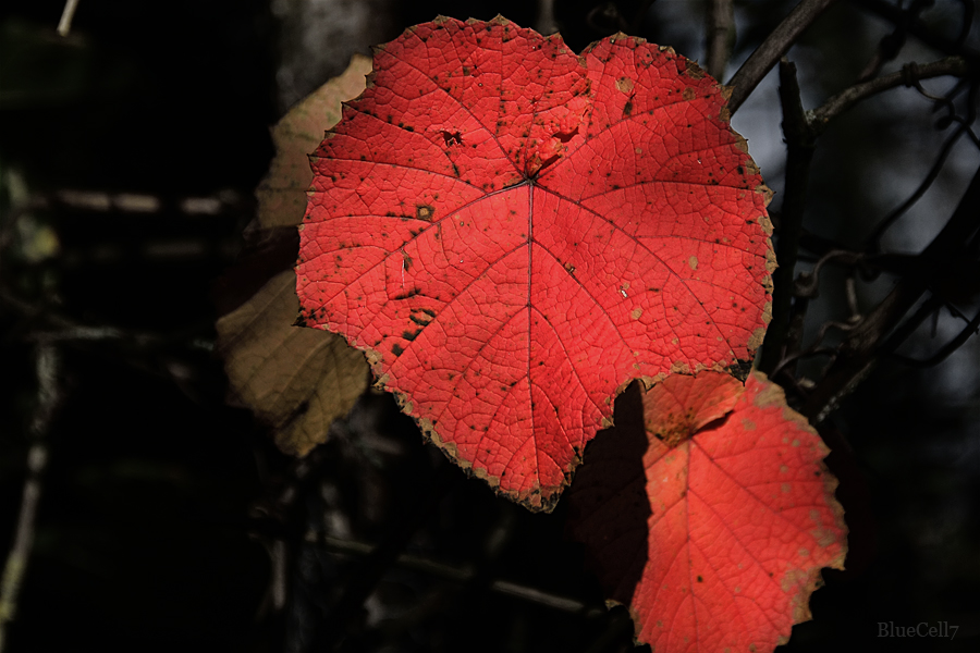 Rotes Herz