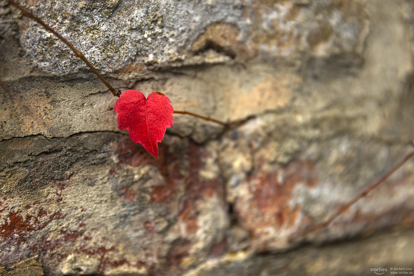 Rotes Herz