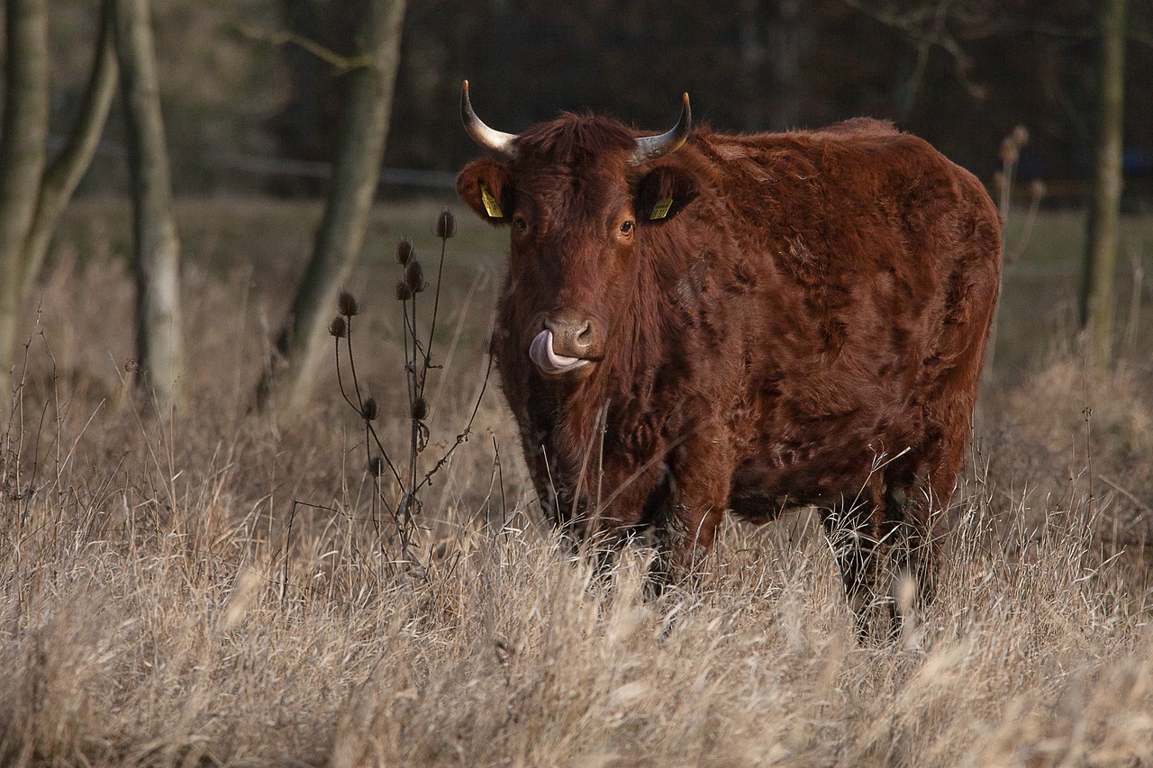 Rotes Höhenvieh