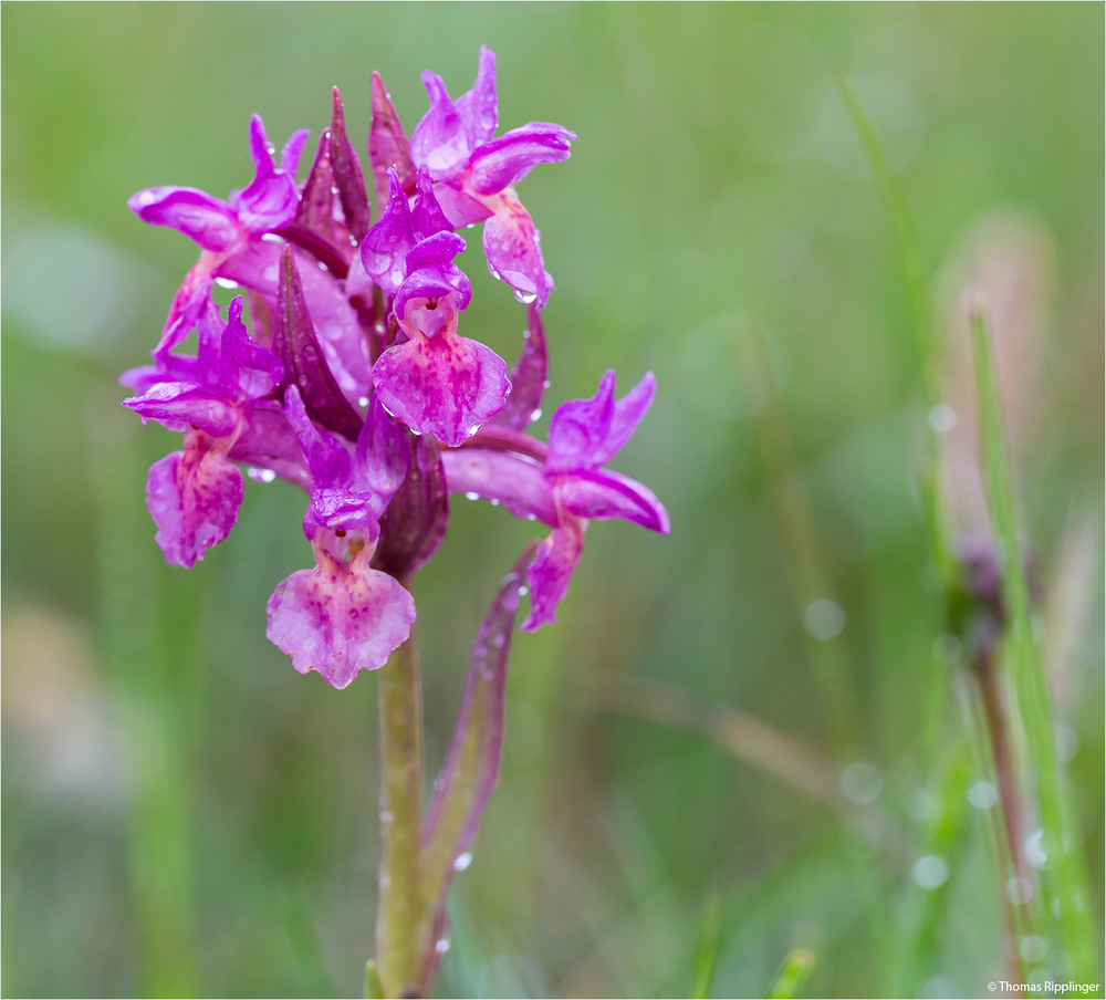 Rotes Holunder-Knabenkraut (Dactylorhiza sambucina) . .