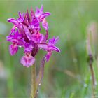 Rotes Holunder-Knabenkraut (Dactylorhiza sambucina) . .