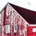 Rotes Holzhaus in Norwegen mit Möwe