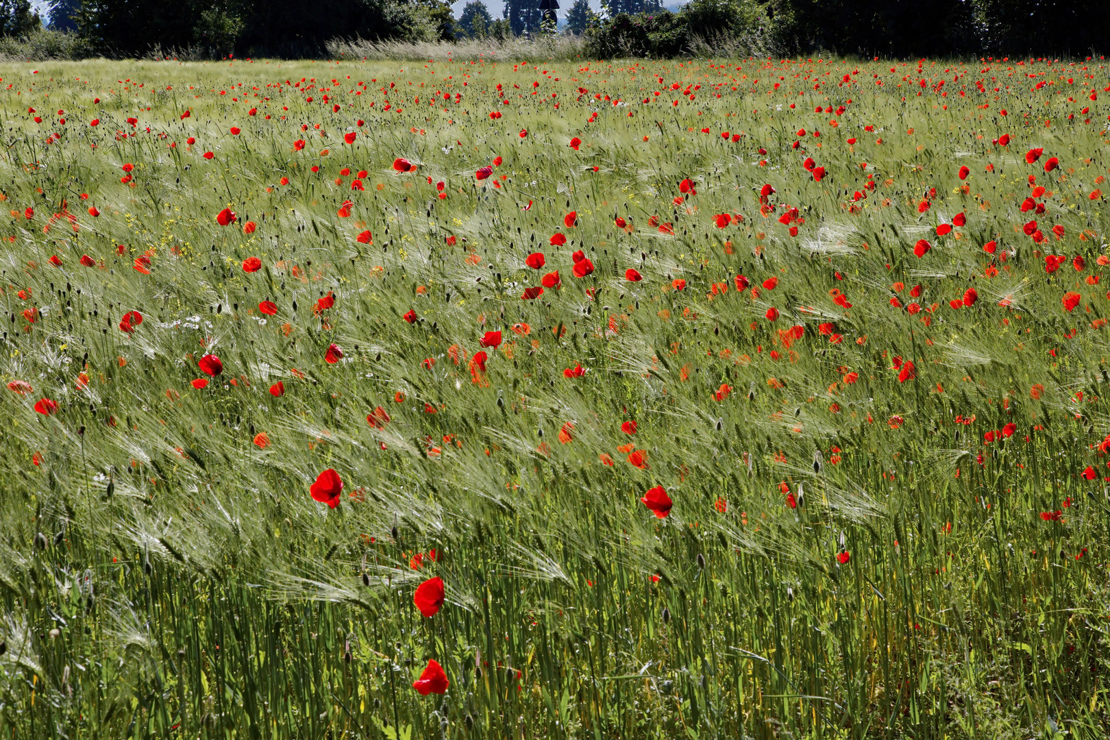 Rotes im Gersten Feld