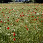 Rotes im Gersten Feld