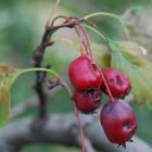 Rotes im Herbst