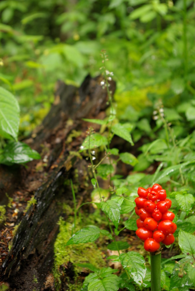 Rotes im Wald ?