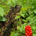 Rotes im Wald ?